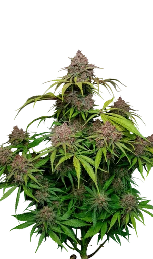 Gorilla Punch Auto