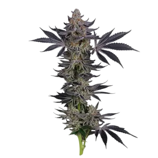 Gorilla Runtz
