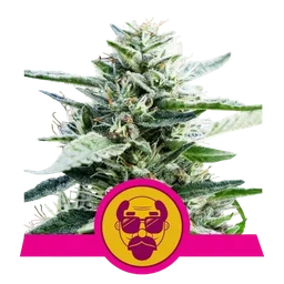 Granddaddy Purple
