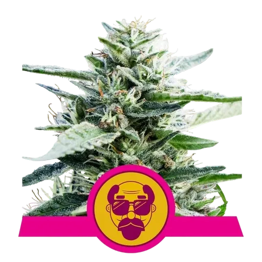 Granddaddy Purple