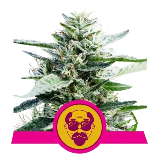 Granddaddy Purple