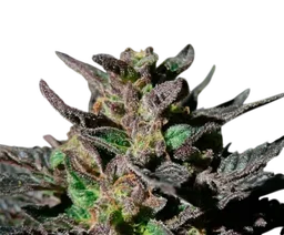 Granddaddy Purple