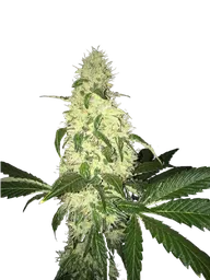 Afghaniberry