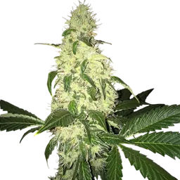 Afghaniberry