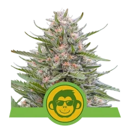 Grape Ape Auto