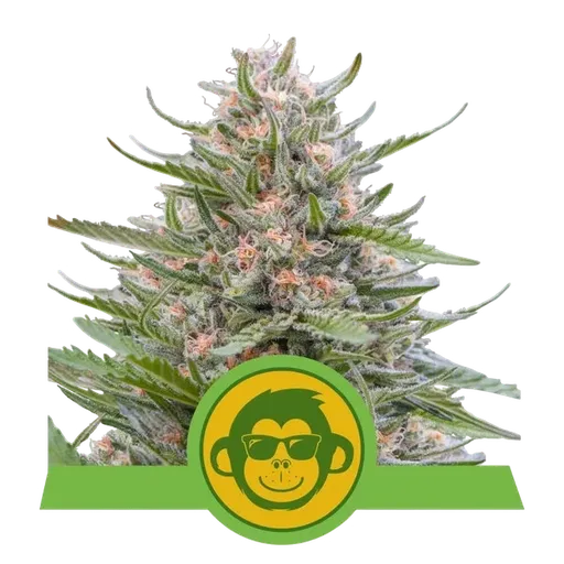 Grape Ape