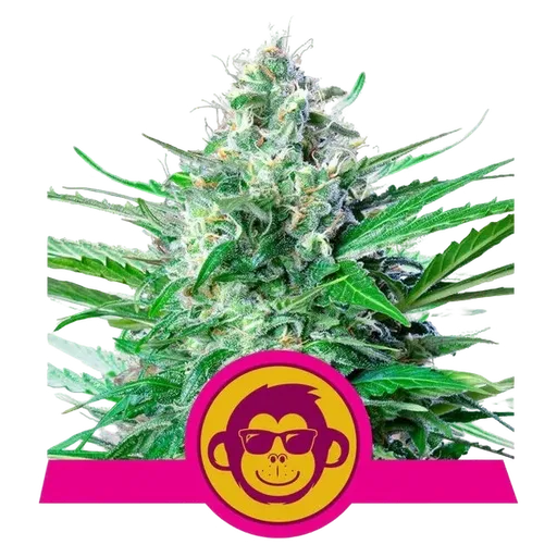 Grape Ape