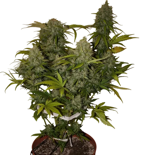 Grapefruit Auto