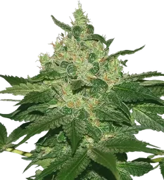 Afghan Kush