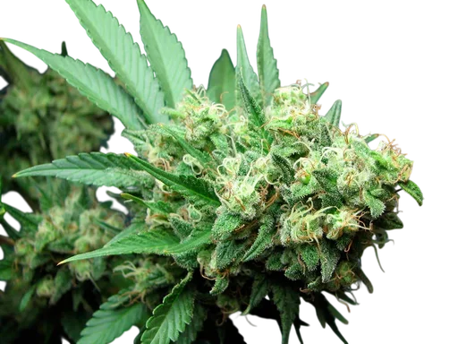 Green Crack