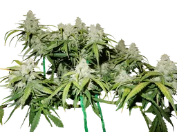 Green Crack Auto