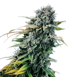 Green Crack