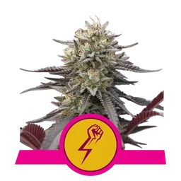 Green Crack Punch