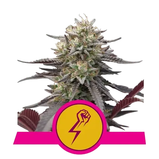 Green Crack Punch