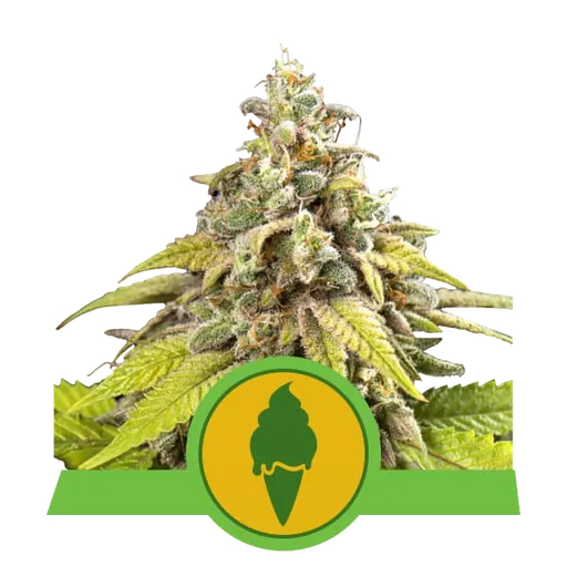 Green Gelato