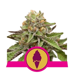Green Gelato