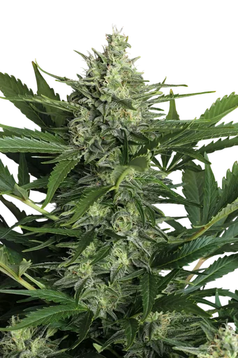 Green Gummy Auto