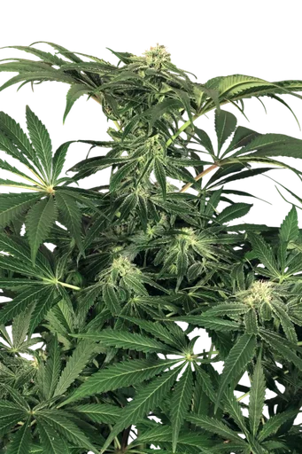Green Gummy