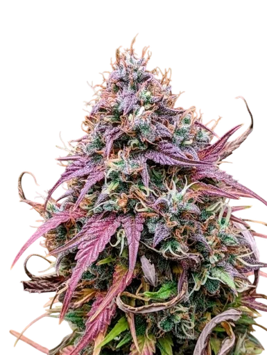 Grizzly Crinkle Auto