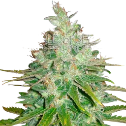Afghan Kush x Black Domina