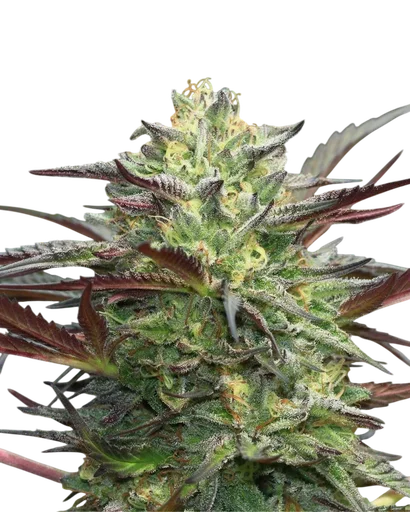 G.S. Cookies Auto