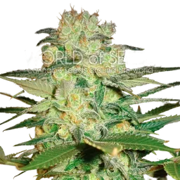 Afghan Kush x White Widow