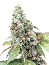 Harlequin CBD