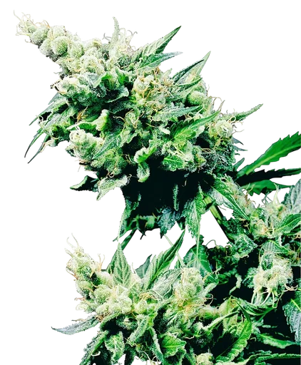 Hash Plant