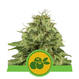 Haze Berry Auto