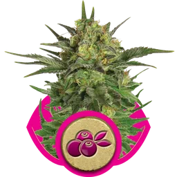 Haze Berry