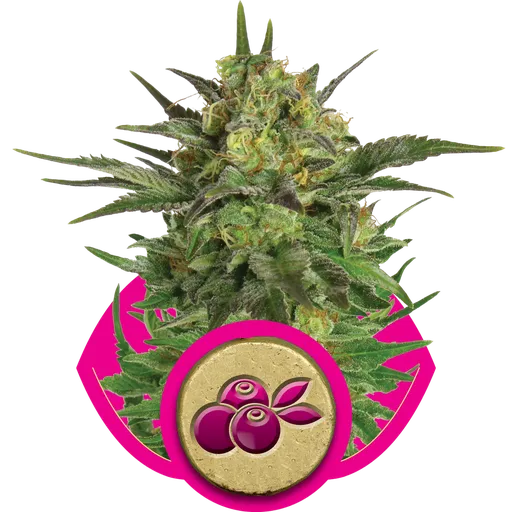 Haze Berry