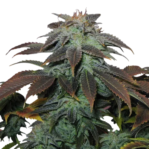 Heavy Duty Fruity
