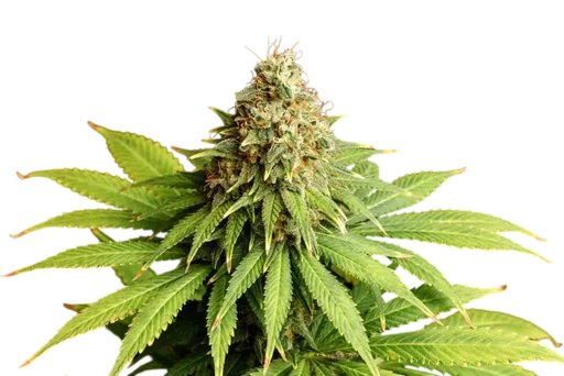 Hellfire OG