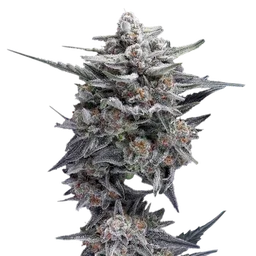 HG23 (Michael Jordan)