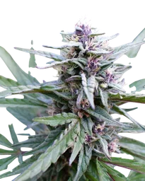 Hi-Biscus