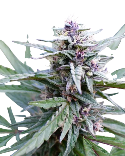 Hi-Biscus