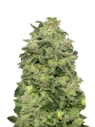 Afghan Skunk Auto