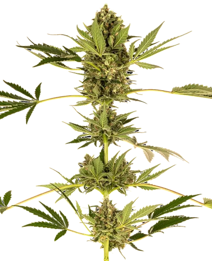 Himalayan CBD