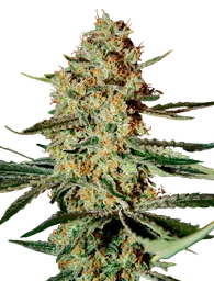 Himalayan Gold