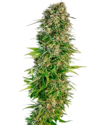 Hindu Kush Auto