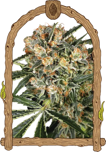 Hippie Therapy CBD