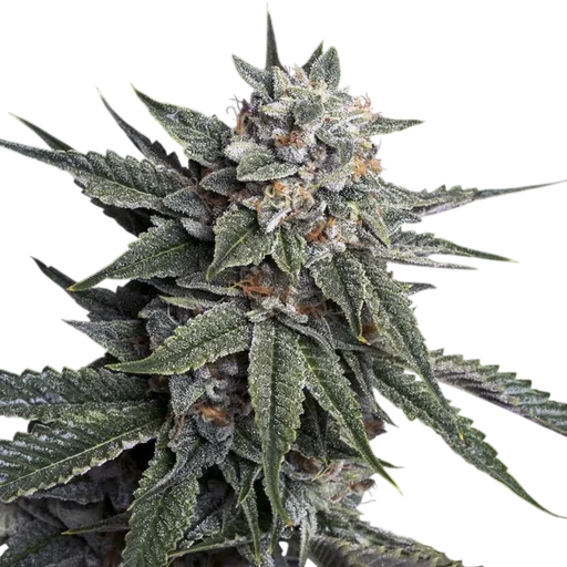 Holy Grail Kush