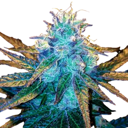Honey Banana S1