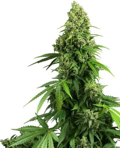 Honey Melon Kush Auto