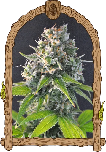 Honey Mints