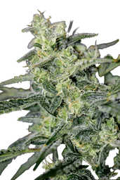 Hubbabubbahaze Auto