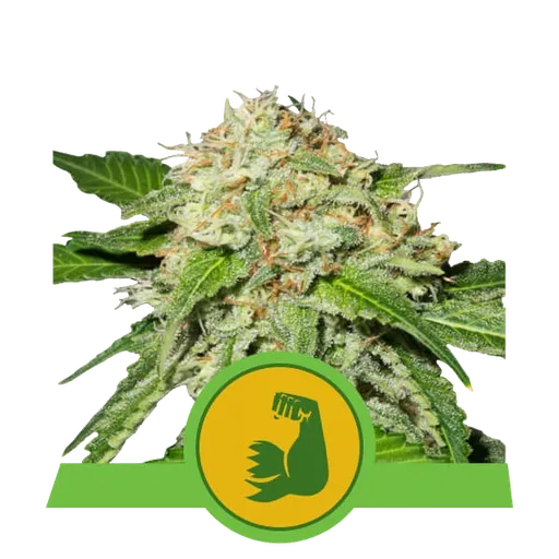 HulkBerry