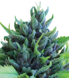 Humboldt Dream Auto