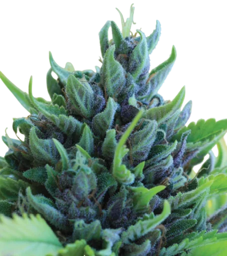 Humboldt Dream Auto