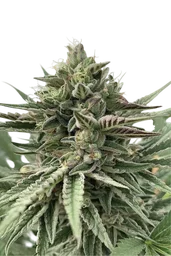 Humboldt Pound Cake